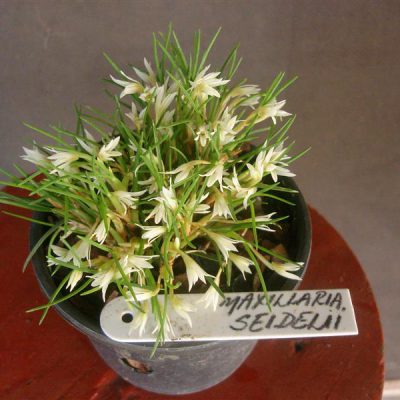 MAXILLARIA seidelii