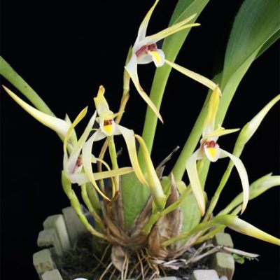 MAXILLARIA setigera
