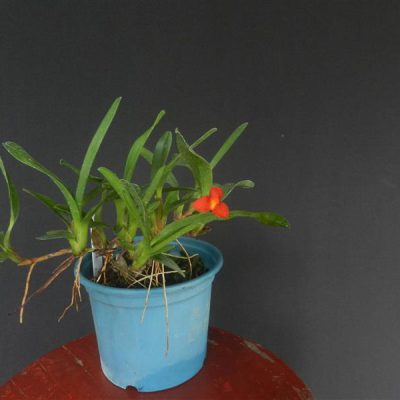 MAXILLARIA sophronitis