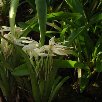 MAXILLARIA splendens