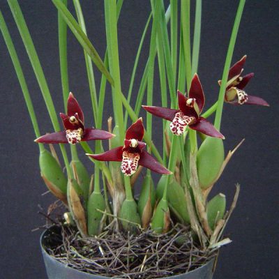 MAXILLARIA tenuifolia