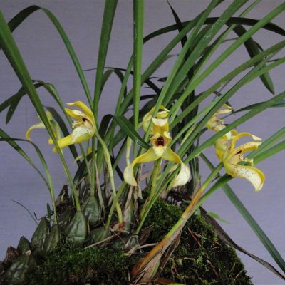 MAXILLARIA ubatubana