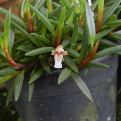 MAXILLARIA uncata