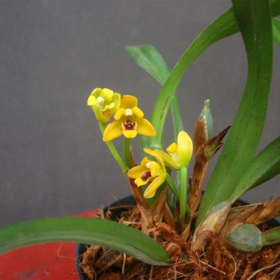 MAXILLARIA variabilis
