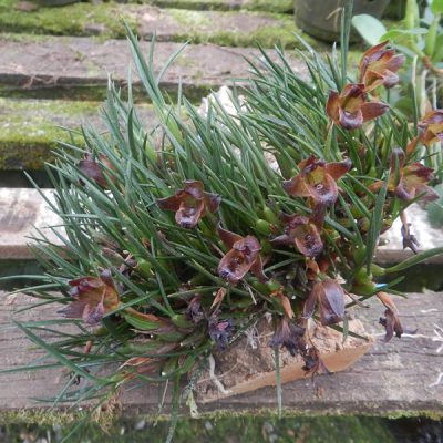 MAXILLARIA vernicosa