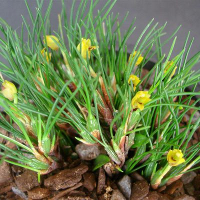 MAXILLARIA vitelliniflora