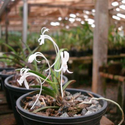 NEOFINETIA falcata