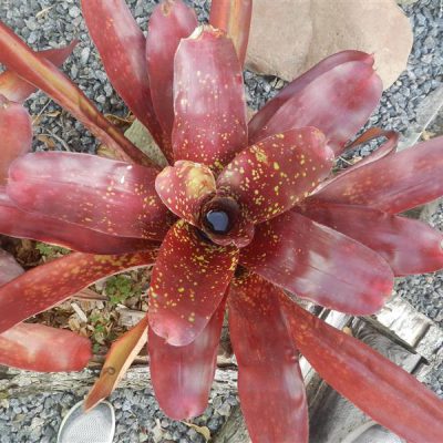 NEOREGELIA marmorata