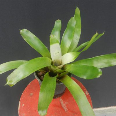 NEOREGELIA nivea