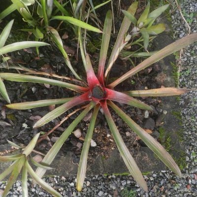 NEOREGELIA pineliana