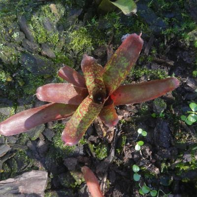NEOREGELIA punctatissima
