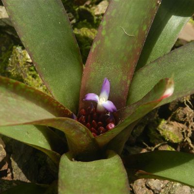 NEOREGELIA sarmentosa