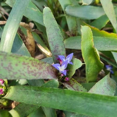 NEOREGELIA tigrina
