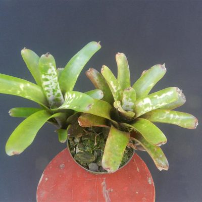 NEOREGELIA tristis