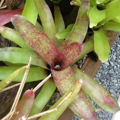NEOREGELIA uleana