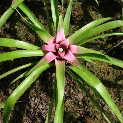 NEOREGELIA wurdackii