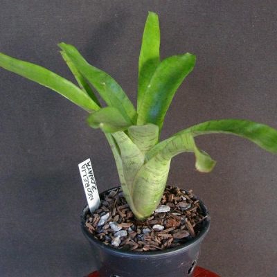 NEOREGELIA zonata