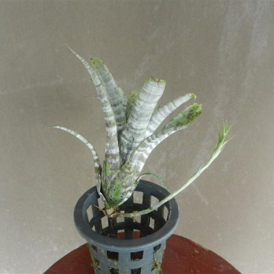 NEOREGELIA pauciflora