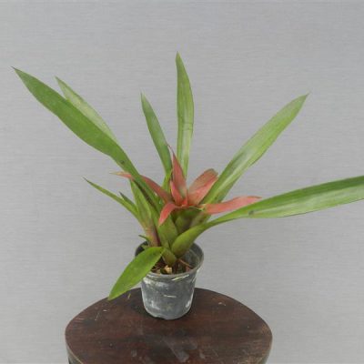 NIDULARIUM scheremetievii