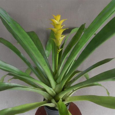 NIDULARIUM seidelii