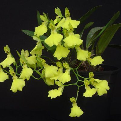ONCIDIUM ottonis = concolor
