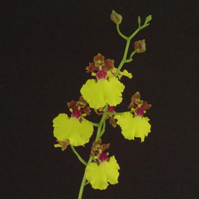 ONCIDIUM spilopterum
