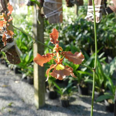 ONCIDIUM gravesianum