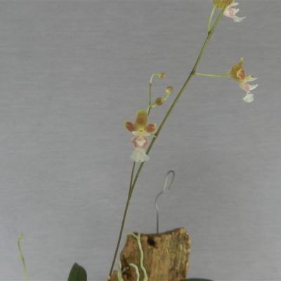 ONCIDIUM hians