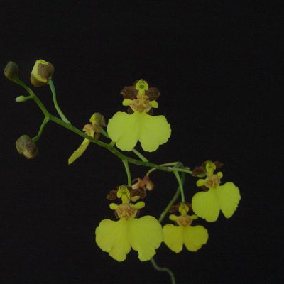 ONCIDIUM hidrophyllum