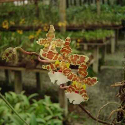ONCIDIUM jonesianum