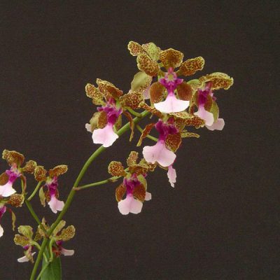 ONCIDIUM lanceanum