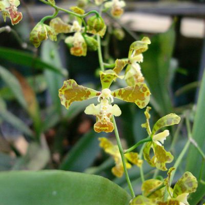 ONCIDIUM leiningii