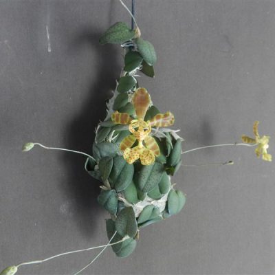 ONCIDIUM limminghei