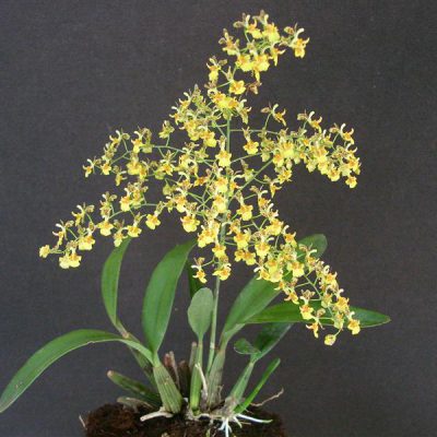 ONCIDIUM longicornu = macronyx
