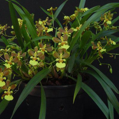 ONCIDIUM longipes