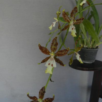 ONCIDIUM maculatum