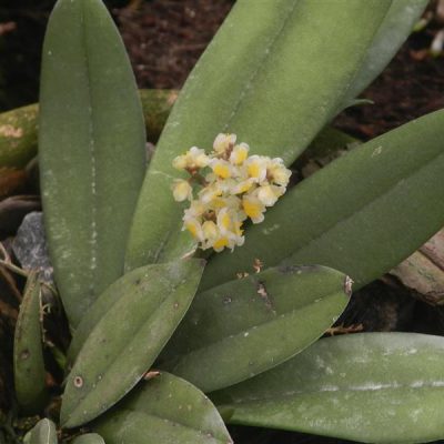 ONCIDIUM morenoi