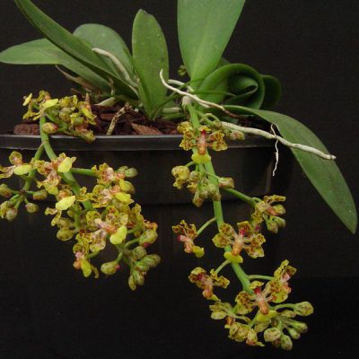 ONCIDIUM nanum