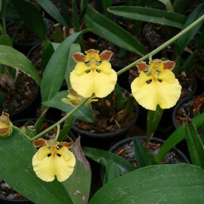 ONCIDIUM orthostates