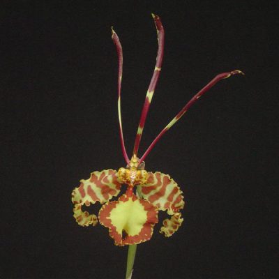 ONCIDIUM papilio