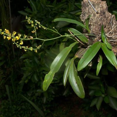 ONCIDIUM paranaense