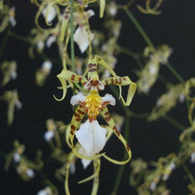 ONCIDIUM phymatochillum