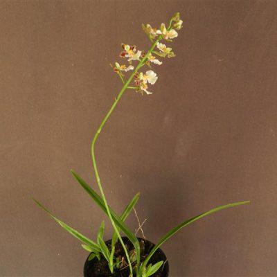 ONCIDIUM pontagrossense