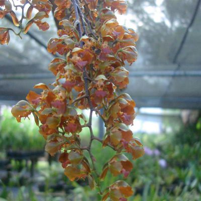 ONCIDIUM pubes