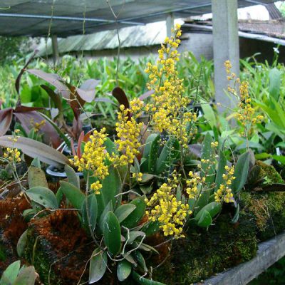 ONCIDIUM pumilum