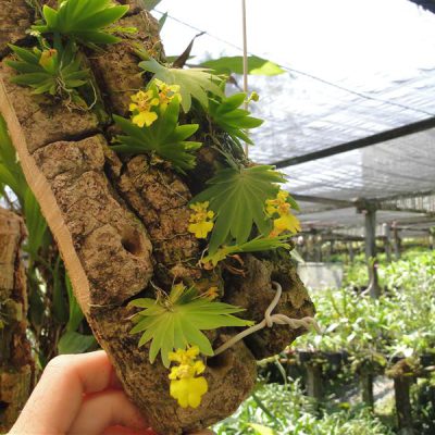 ONCIDIUM pusilum