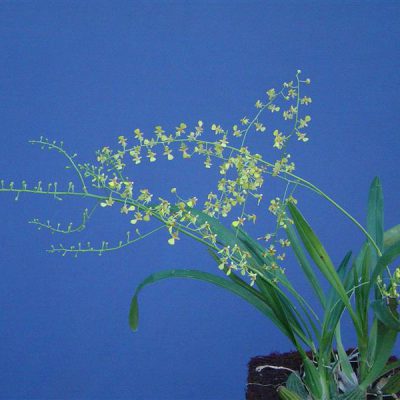 ONCIDIUM raniferum