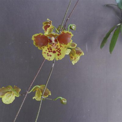 ONCIDIUM sarcodes