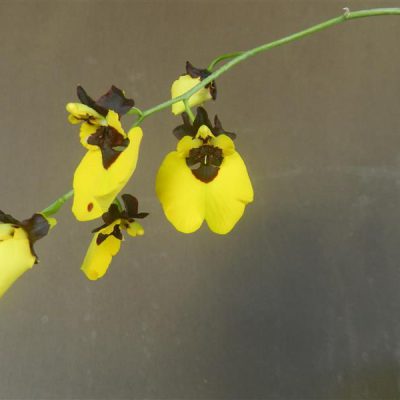 ONCIDIUM varicosum var. baldin