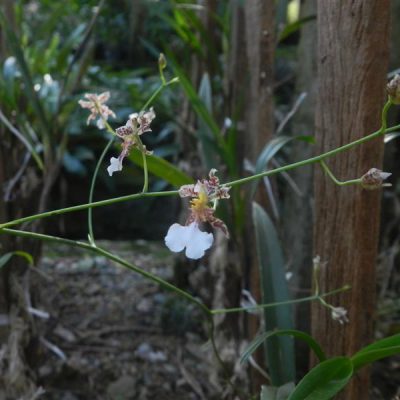 ONCIDIUM warmingii